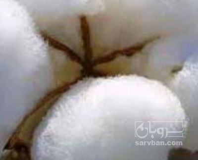 فروش پنبه