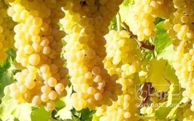 فروش انگور