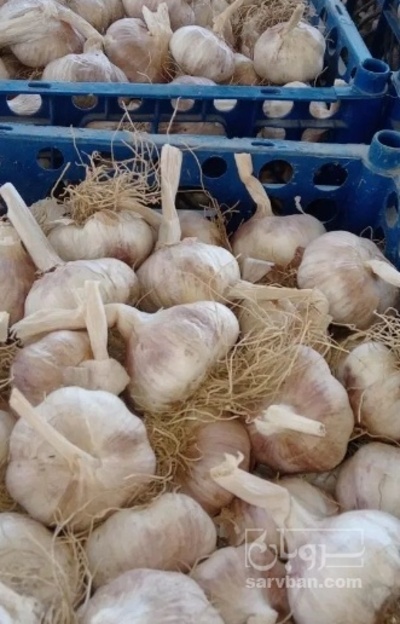 فروش سیر صادراتی