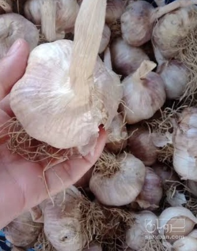 فروش سیر درهم