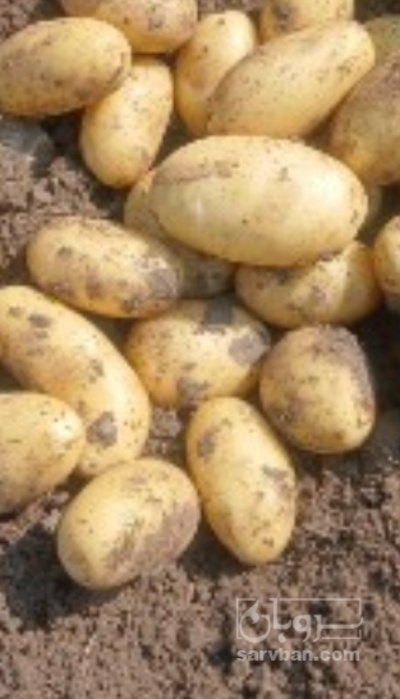 فروش سیب زمینی جلی