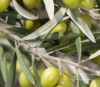 فروش زیتون سبز