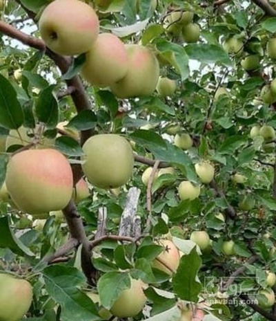 فروش سیب زرد سردرختی