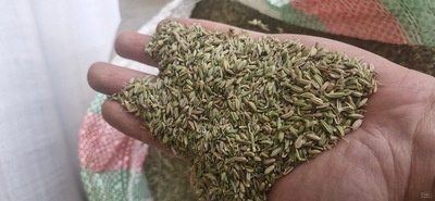 فروش رازیانه (گیاه‌ دارویی)