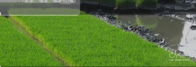 فروش شالی برنج ندا