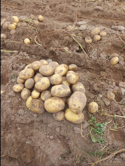 فروش سیب زمینی