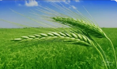 فروش گندم
