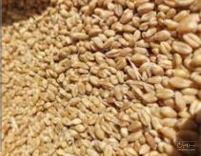 فروش گندم