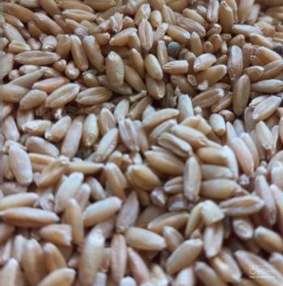 فروش گندم