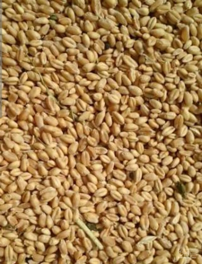 فروش گندم