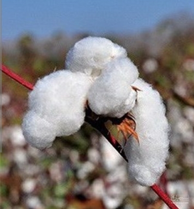 فروش پنبه