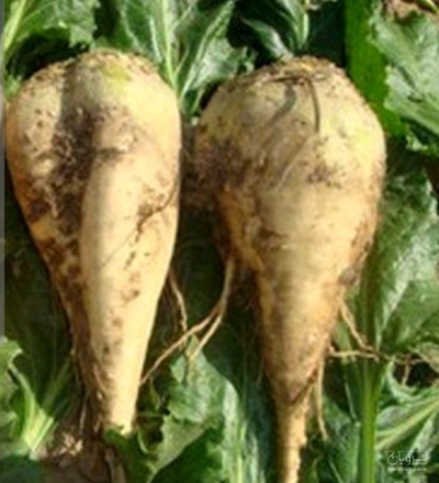 فروش چغندر قند