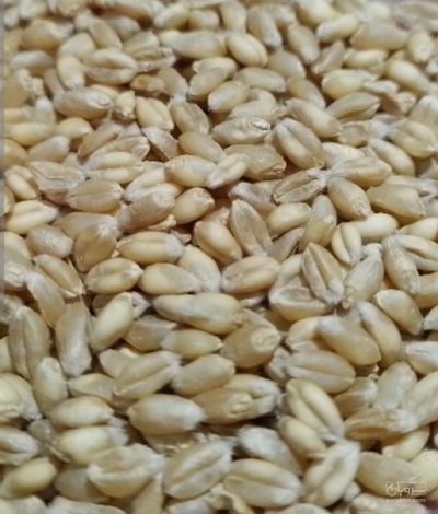 فروش گندم