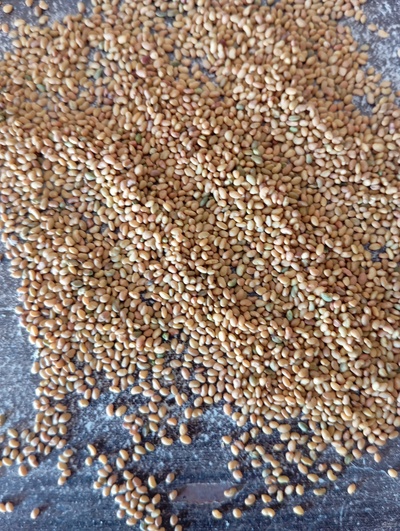 فروش بذر یونجه