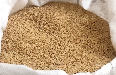 فروش گندم