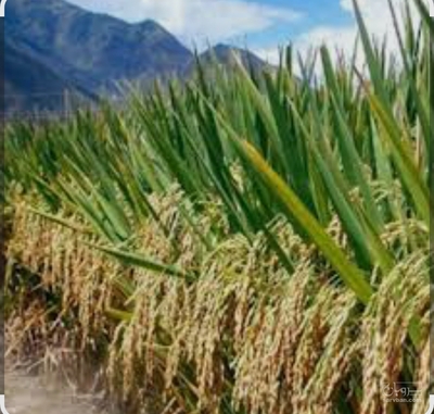 فروش شالی برنج ندا