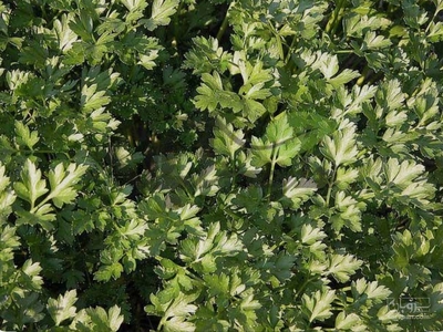 فروش جعفری تازه