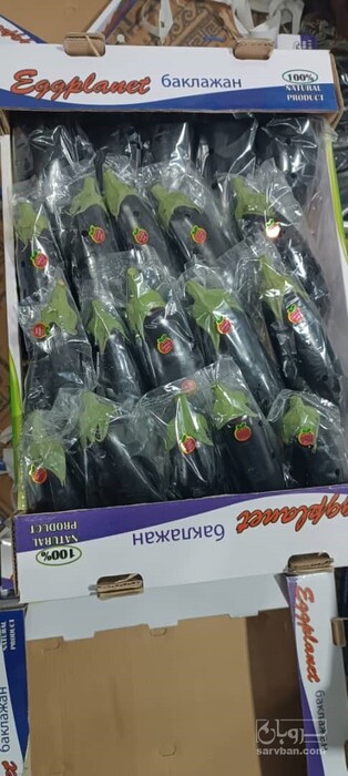 فروش بادمجان