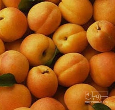 فروش زردآلو