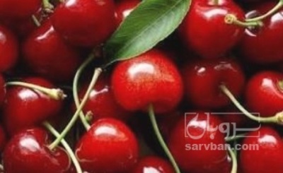 فروش آلبالو