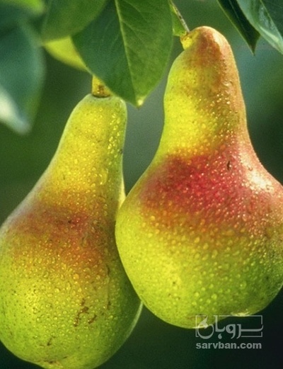 فروش گلابی
