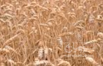 فروش گندم