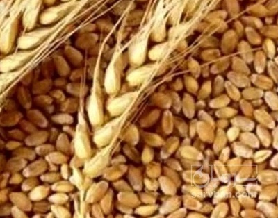 فروش گندم