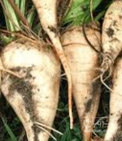 فروش چغندر قند