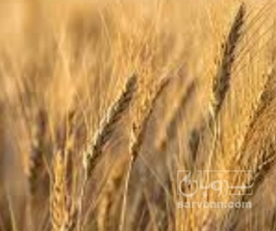 فروش گندم