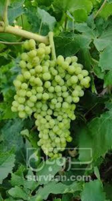 فروش انگور