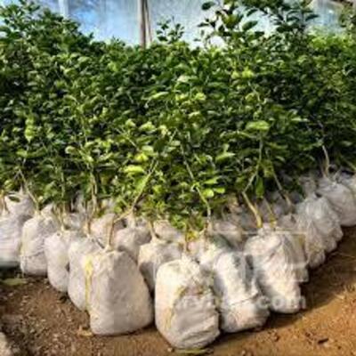 فروش نهال گیلاس