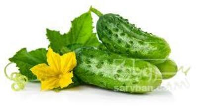 فروش خیارخاردار