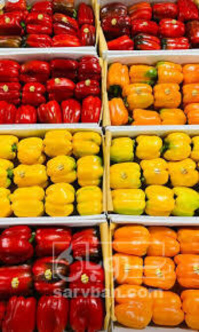 فروش فلفل دلمه ای رنگی