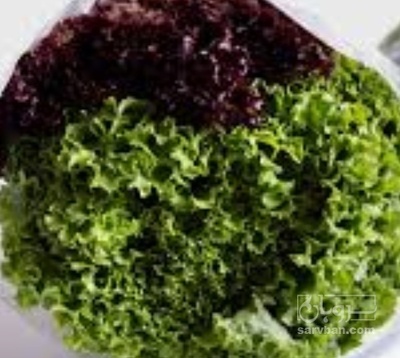 فروش کاهو فرانسوی