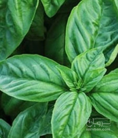 فروش ریحان گلخانه