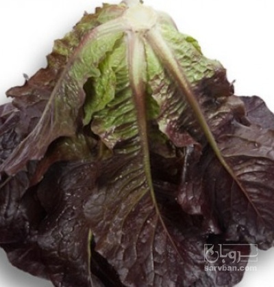 فروش کاهو لیدچه