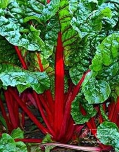 فروش سویس چارد