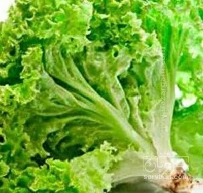 فروش کاهو فرانسه