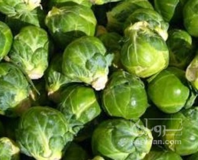 فروش کلم بروکسل