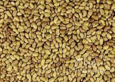 فروش بذر یونجه