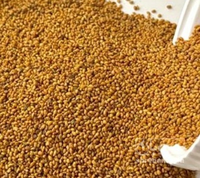 فروش بذر یونجه موآپا
