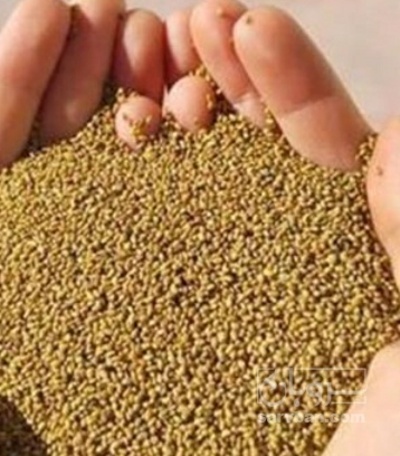 فروش بذر یونجه رنجر