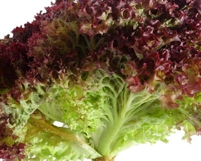 فروش کاهو فرانسوی فرانسه