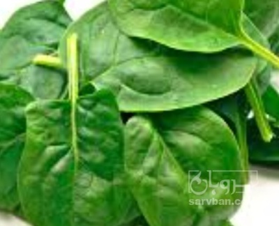 فروش  بی بی اسفناج