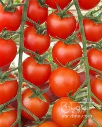 فروش گوجه فرنگی خوشه ایی