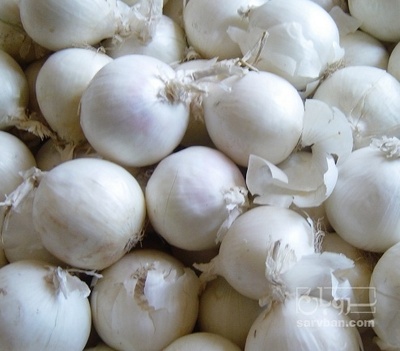 فروش پیاز سفید