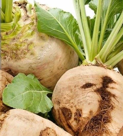 فروش چغندر قند