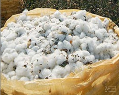 فروش پنبه