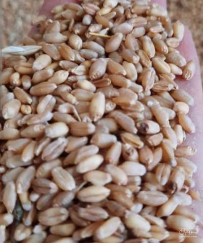 فروش گندم