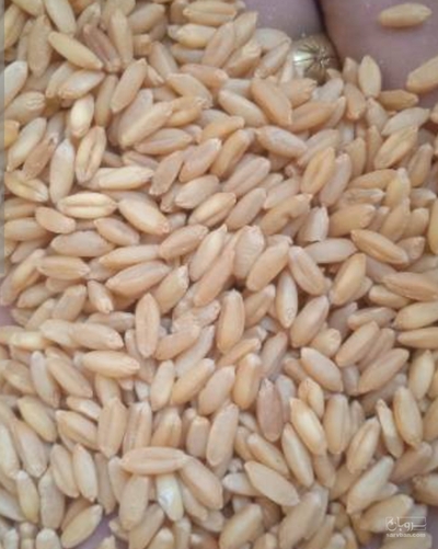 فروش گندم